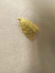 Aleimma loeflingiana