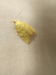 Aleimma loeflingiana