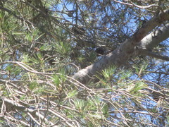 Cyanistes teneriffae teneriffae
