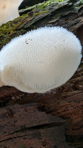 Pseudohydnum gelatinosum