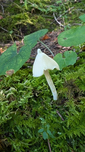 Entoloma album