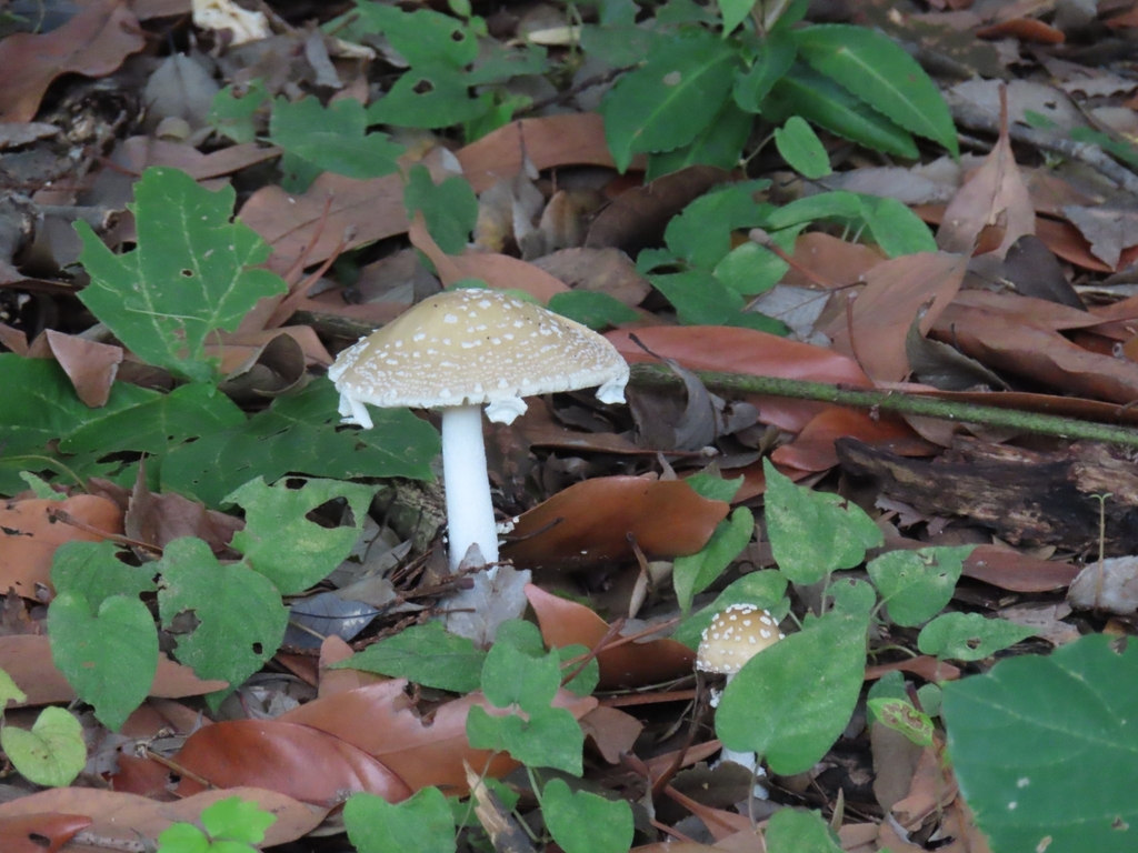 Amanita orientigemmata · September 2024 · photo: © mami_t_t (iNaturalist, cc-by)