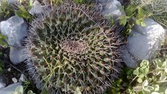 Mammillaria winterae