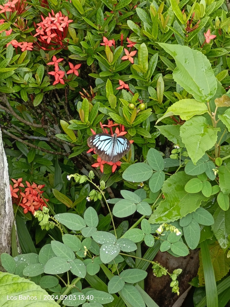 Philippine Wanderer