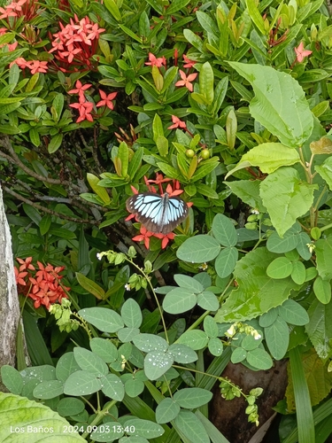 Philippine Wanderer
