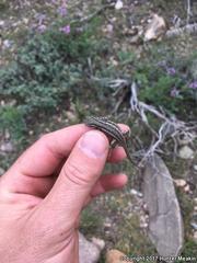 Sceloporus graciosus