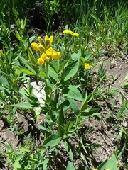 Thermopsis montana