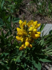 Thermopsis montana