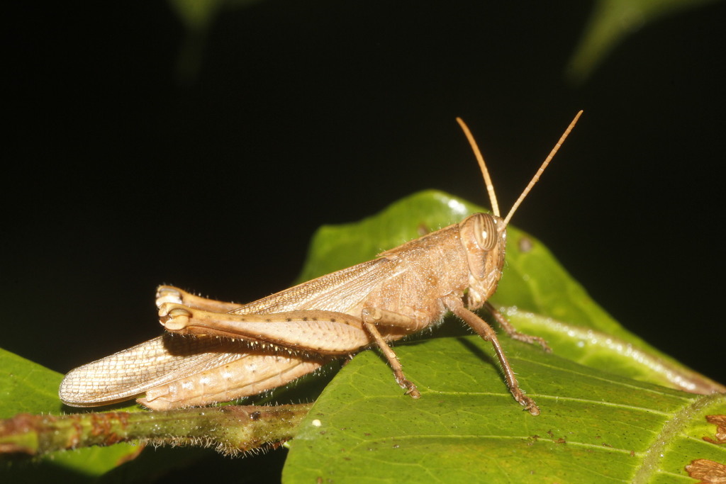 Schistocerca cohni