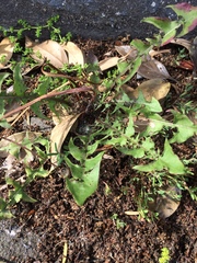 Taraxacum officinale