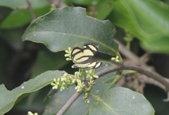 Baeotis zonata zonata