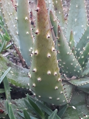 Aloe aculeata