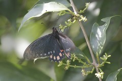 Mimoides phaon phaon