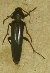 Enchodes sericea