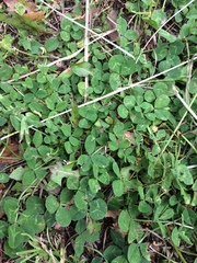 Trifolium repens
