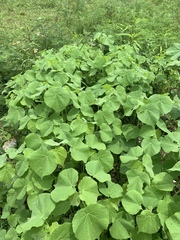 Abutilon theophrasti