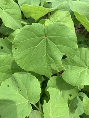 Abutilon theophrasti