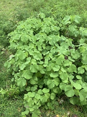Abutilon theophrasti