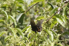 Mimoides phaon phaon