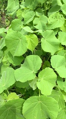 Abutilon theophrasti