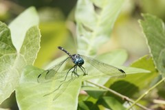 Dythemis nigra