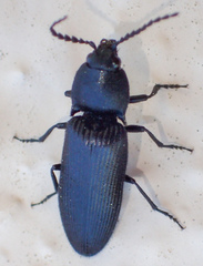 Hemicrepidius dilaticollis