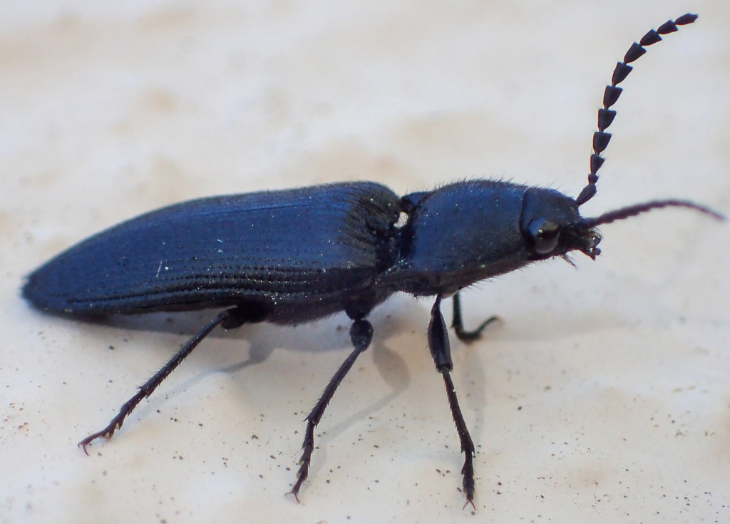 Hemicrepidius dilaticollis