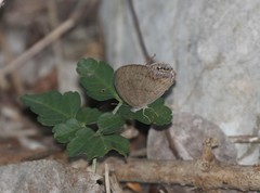 Cyllopsis gemma freemani