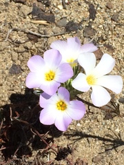 Leptosiphon grandiflorus