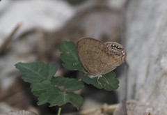 Cyllopsis gemma freemani