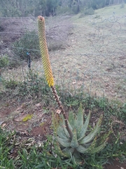 Aloe aculeata