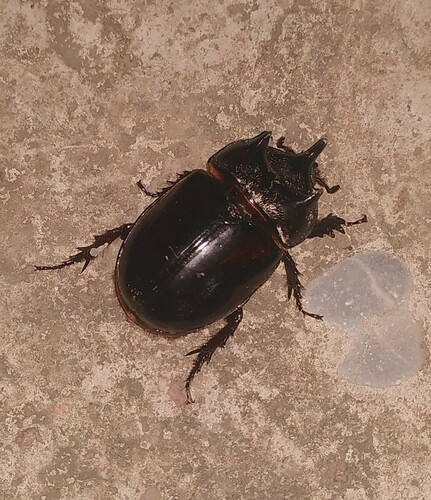 Strategus surinamensis hirtus
