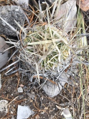 Echinofossulocactus lloydii