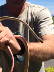 Masticophis taeniatus taeniatus