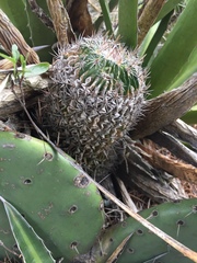 Echinofossulocactus lloydii