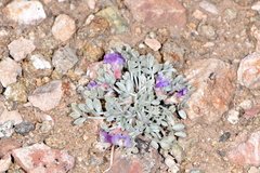 Astragalus calycosus