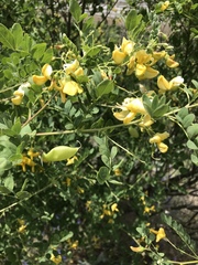 Colutea