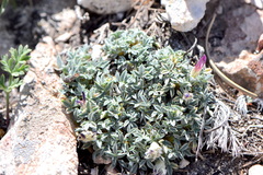 Trifolium friscanum