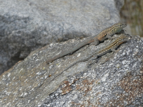 iNaturalist observation photo of Western Side-blotched Lizard