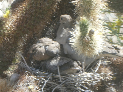 iNaturalist observation photo of Mourning Dove