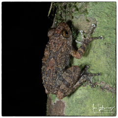 Bigfoot Shrub Frog photo 5