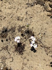 Leptosiphon grandiflorus