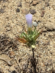 Leptosiphon grandiflorus
