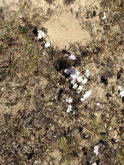 Leptosiphon grandiflorus