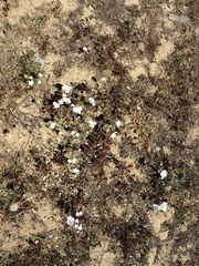 Leptosiphon grandiflorus
