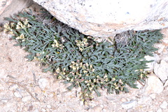 Lepidium ostleri