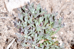 Lepidium ostleri