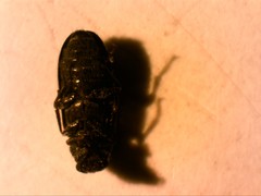 Listrus provincialis