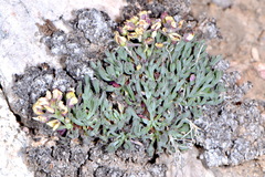 Lepidium ostleri