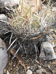 Echinofossulocactus lloydii